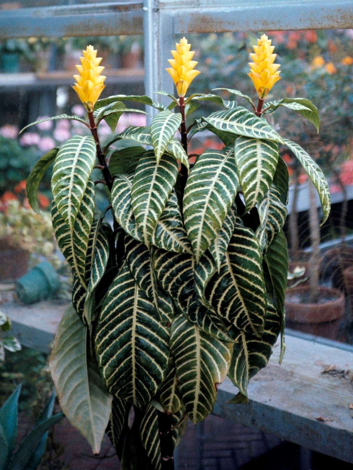 Zebra Plant (Aphelandra squarrosa)